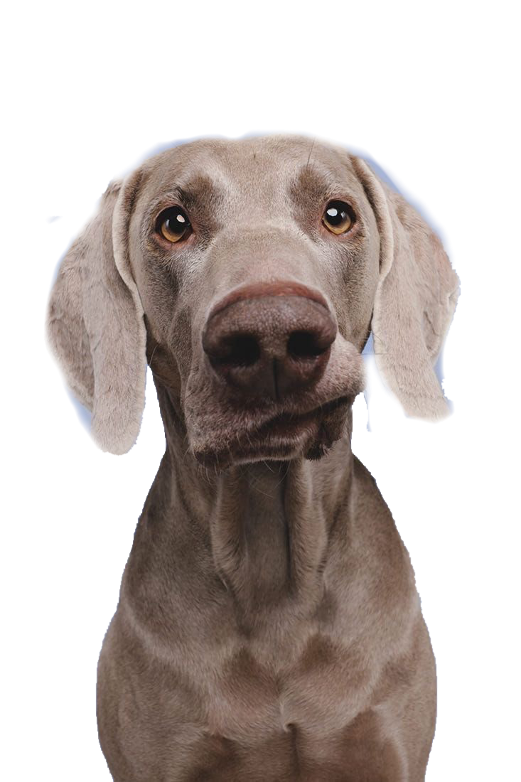 NinoFood Risotinho de Porco Sênior 1kg