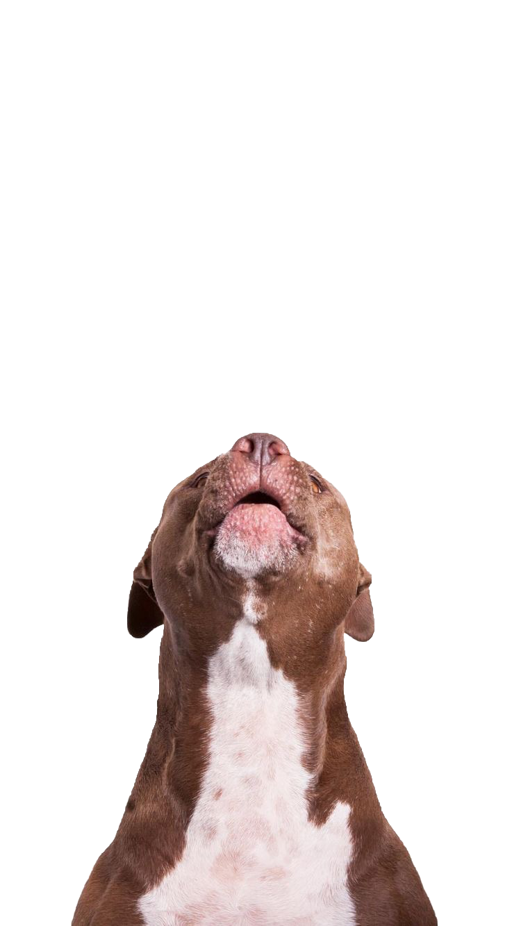 NinoFood Super Premium Escondidinho de Frango 1Kg