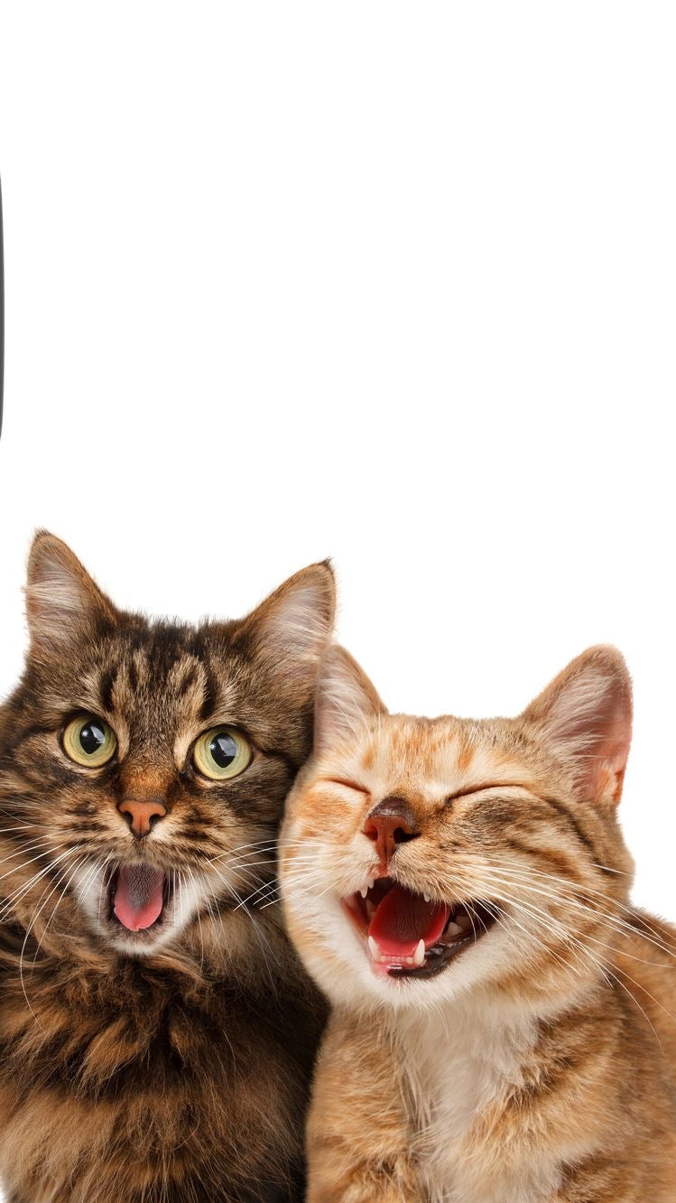 Kit NinoFood Gatos 2kg