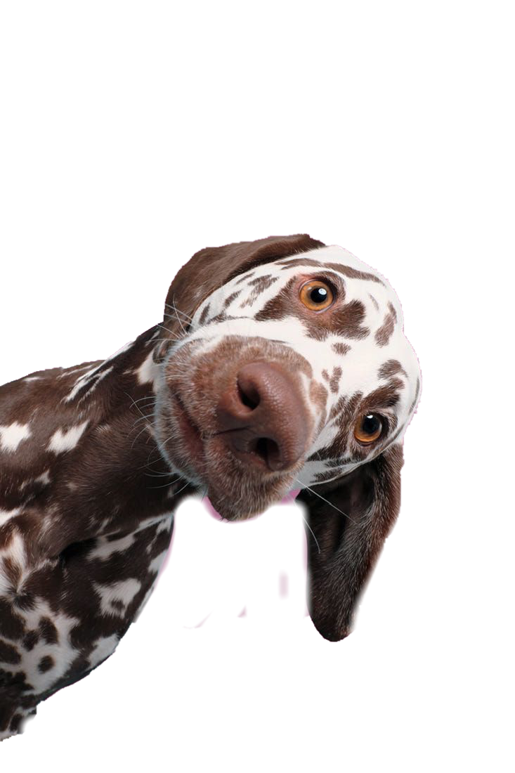 NinoFood Super Premium Purezinho de Carne 1Kg