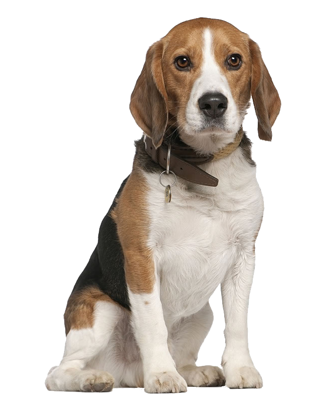 NinoFood Escondidinho de Carne Sênior 1kg