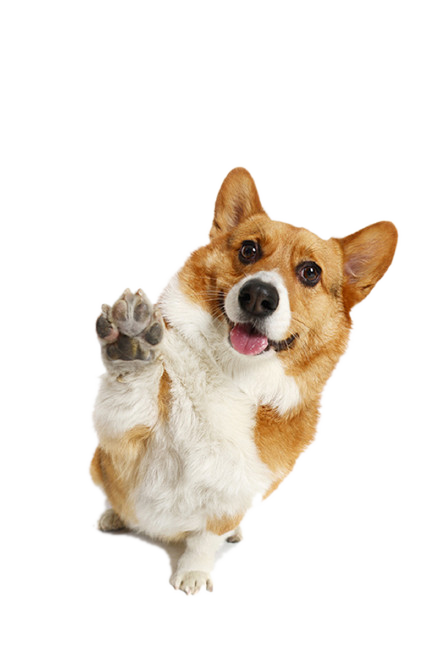 NinoFood  Essencial Pele Sensíveis de Peixe 1Kg