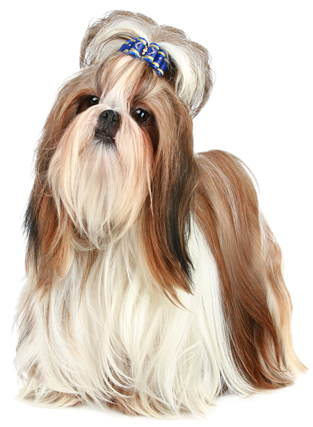 NinoFood  Essencial Escondidinho de Carne 1Kg