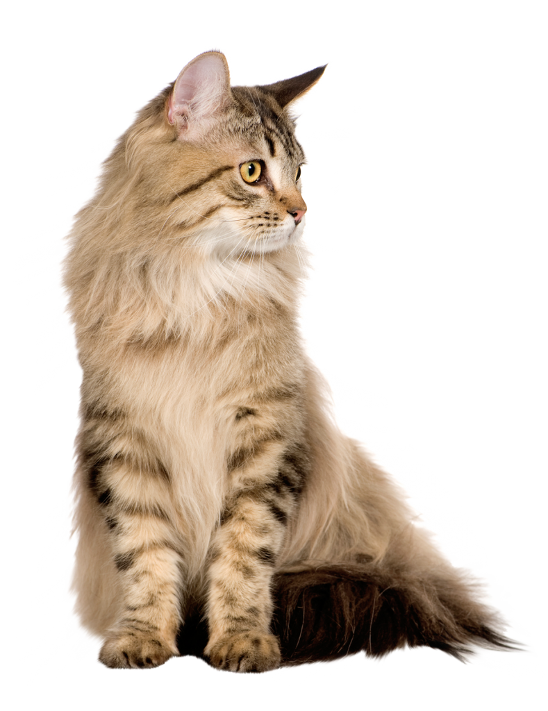 NinoFood  Franguinho Gourmet Gatos 1kg